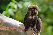 Goeldi's Monkey (Callimico goeldii) captive portrait, sitting on tree trunk. Isla de los Monos (Monkey island). Amazon river. Loreto. Peru