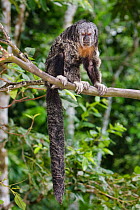 Monk saki monkey (Pithecia monachus) sitting on tree branch, captive, Isla de los Monos (Monkey island) Amazon river. Loreto. Peru