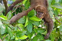 Common woolly monkey (Lagothrix lagotricha) head portrait climbing in tree, captive, Isla de los Monos (Monkey island). Amazon river. Loreto. Peru