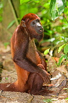 Red Howler Monkey (Alouatta seniculus) portrait sitting on forest floor,captive,  Isla de los Monos (Monkey island). Amazon river. Loreto. Peru