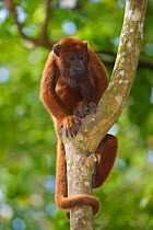 Red Howler Monkey (Alouatta seniculus) climbing tree trunk, captive, Iquitos, Peru