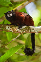 Brown-mantled Tamarin (Saguinus fuscicollis) portrait sitting on tree branch, captive,  Isla de los Monos (Monkey island). Amazon river. Loreto. Peru