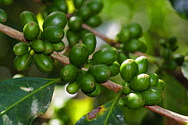 Coffee fruits (Coffea arabica) growing on tree branch, Tingana Natural Reserve. Amazonas department. Peru