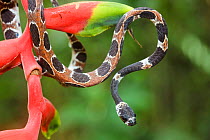 Catesby's snail-eating snake (Dipsas catesbyi) on Heliconia plant, Pacaya Samiria National Reserve, Amazon Basin, Loreto, Peru