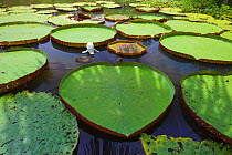 Lake with Victoria waterlilies (Victoria regia). Amazon basin, Loreto, Peru