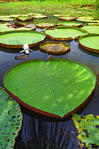 Lake with Victoria waterlilies (Victoria regia). Amazon basin, Loreto, Peru