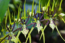 Two-Toothed Brassia orchid (Brassia bidens) close up in flower, Bosque de Protección Alto Mayo. Amazonas Department. Peru