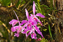 Largest Cattleya orchid (Cattleya maxima) in flower, Bosque de Protección Alto Mayo. Amazonas Department. Peru