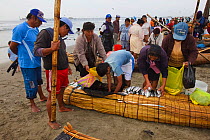 Fishermen and their families selling fish on Pimentel beach. Chiclayo. Peru November 2009