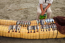 Fishermen and their families selling freshly caught fish on Pimentel beach. Chiclayo. Peru November 2009