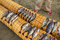 Freshly caught fish for sale, on Pimentel beach. Chiclayo. Peru November 2009