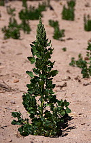 Quinoa (Chenopodium) plant growing in Bolivian altiplano, Bolivia. February 2009.