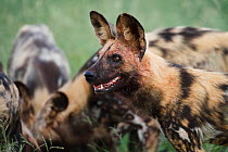 African wild dog (Lycaon pictus) wild pack in the Central Kalahari Desert during the wet season, Botswana, Endangered species, march