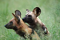 African wild dog (Lycaon pictus) mating pair, in the Central Kalahari Desert during the wet season, wild, Botswana, Endangered species, march