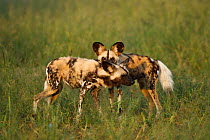 African wild dog (Lycaon pictus) mating pair, courtship, the male behind the female prior to mating, Central Kalahari Desert. Botswana, Endangered species, March