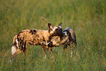 African wild dog (Lycaon pictus) mating pair, courtship, the male biting the female prior to mating, Central Kalahari Desert. Botswana, Endangered species, March