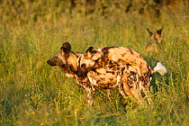 African wild dog (Lycaon pictus) mating pair, in the Central Kalahari Desert during the wet season, wild, Botswana, Endangered species, March