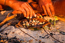 Kalahari bushman prepares seeds for cooking in the fire. Central Kalahari Desert, Botswana, March 2009