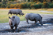 Group of White rhinoceros (Ceratotherium simum) drinking in the dried riverbed of the Boteti River, Makgadikgadi National Park, Botswana, March 2009