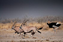Oryx (Oryx gazella) and Ostriches (Struthio camelus) running, Etosha National Park, Namibia, August 2009