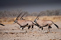 Group of Oryx (Oryx gazella) running, Etosha National Park, Namibia, August 2009