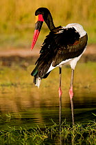 Saddle-billed stork (Ephippiorhynchus senegalensis) Okavango Delta, Botswana, March