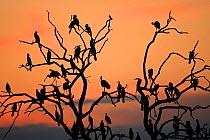 Silhouette of birds roosting in tree for night, sunset, (Cormorants, spoonbills etc) in the Okavango Delta, Botswana, March 2009