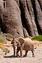 Desert african elephant (Loxodonta africana) in the Namib Desert, Damaraland, Namibia, August 2009