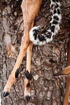 Tail of a Leopard (Panthera pardus) beside its kill, the legs of an Impala, dragged up into a tree, South Africa, July