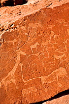 Rock carvings of wild animals including giraffe and lion  made by the San / bushman people, approx 2000 years old, Twyfelfontein, Damaraland. Namibia, August 2009