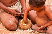 Kalahari bushmen, child feeding on the fibers from a plant root very rich in water, in order to learn how to drink in the bush, Central Kalahari Desert, Botswana, September 2009