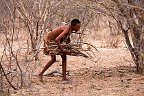 Kalahari bushmen, woman gathering fire wood, Central Kalahari Desert. Botswana, September 2009