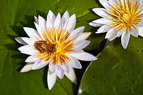 Water lily flowers (Nymphaea nouchati) with Reed frog, Okavango Delta, Botswana, March
