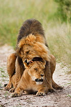 Kalahari black maned African lions (Panthera leo) mating, Kalahari Desert, Botswana, March