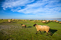 Sheep grazing on the salt meadows of the Mont Saint Michel Bay, La Roche Torin, Normandy. France, January 2008