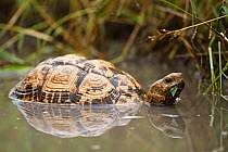 Leopard tortoise (Geochelone pardalis) swimming through flood water, Okavango Delta, Botswana, March.