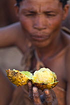 Kalahari bushmen, woman peeling fruit from the bush, Central Kalahari Desert , Botswana, August 2008