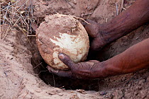 Kalahari bushmen, Ostrich egg used as a container for drinking water, hidden underground along the hunting territory during the rainy season, as a reserve for drinking during the dry season (winter)....