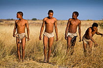 Kalahari bushmen, Qoma, Xamse, Qabate and Qhaikgao, hunters, walking in the bush. Central Kalahari Desert. Botswana, August 2008