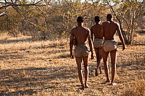 Kalahari bushmen, group of men looking for food in the bush during the dry season, Central Kalahari Desert, Botswana, August 2008