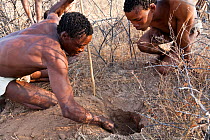 Kalahari bushmen digging out a water-root during the dry season. The root fibers are extremely rich in water. Central Kalahari Desert, Botswana, August 2008