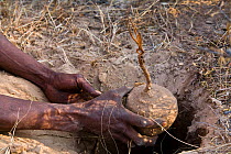 Kalahari bushmen digging out a water-root during the dry season. The root fibers are extremely rich in water. Central Kalahari Desert, Botswana, August 2008