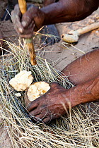 Kalahari bushmen digging out a water-root during the dry season. The root fibers are extremely rich in water. Central Kalahari Desert, Botswana, August 2008.