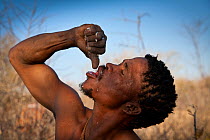 Kalahari bushman drinking water by squeezing root fibers that are rich in water, dry season, Central Kalahari Desert, Botswana, August 2008