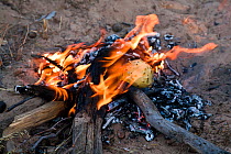 Kalahari bushmen, fire cooking plants for food, dry season, Central Kalahari Desert, Botswana, August 2008