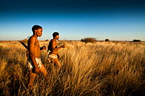 Kalahari bushmen, Qhaikgao and Xaiga hunting together in the grassland. Central Kalahari Desert. Botswana, August 2008