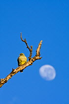 Speckled / Green pigeon (Columba guinea) and moon, South Africa, June