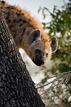Spotted hyaena (Crocuta crocuta) attempting to climb a tree where a leopard has its kill. Sabi Sand Game Reserve, South Africa, June