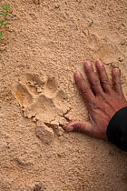 Joceil Benedito Correa Marques, a professional Guide is showing some very fresh footprints of Jaguar (Panthera onca) on a sand bank of the Cuiaba River, Pantanal, Brazil, September 2008