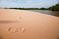 Tracks of wild Jaguar (Panthera onca) in the sand bank of the Cuiaba River, Pantanal, Mato Grosso State, Brazil, September 2008